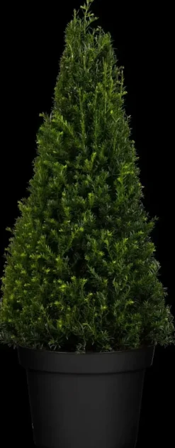 Taxus baccata (Venijnboom)