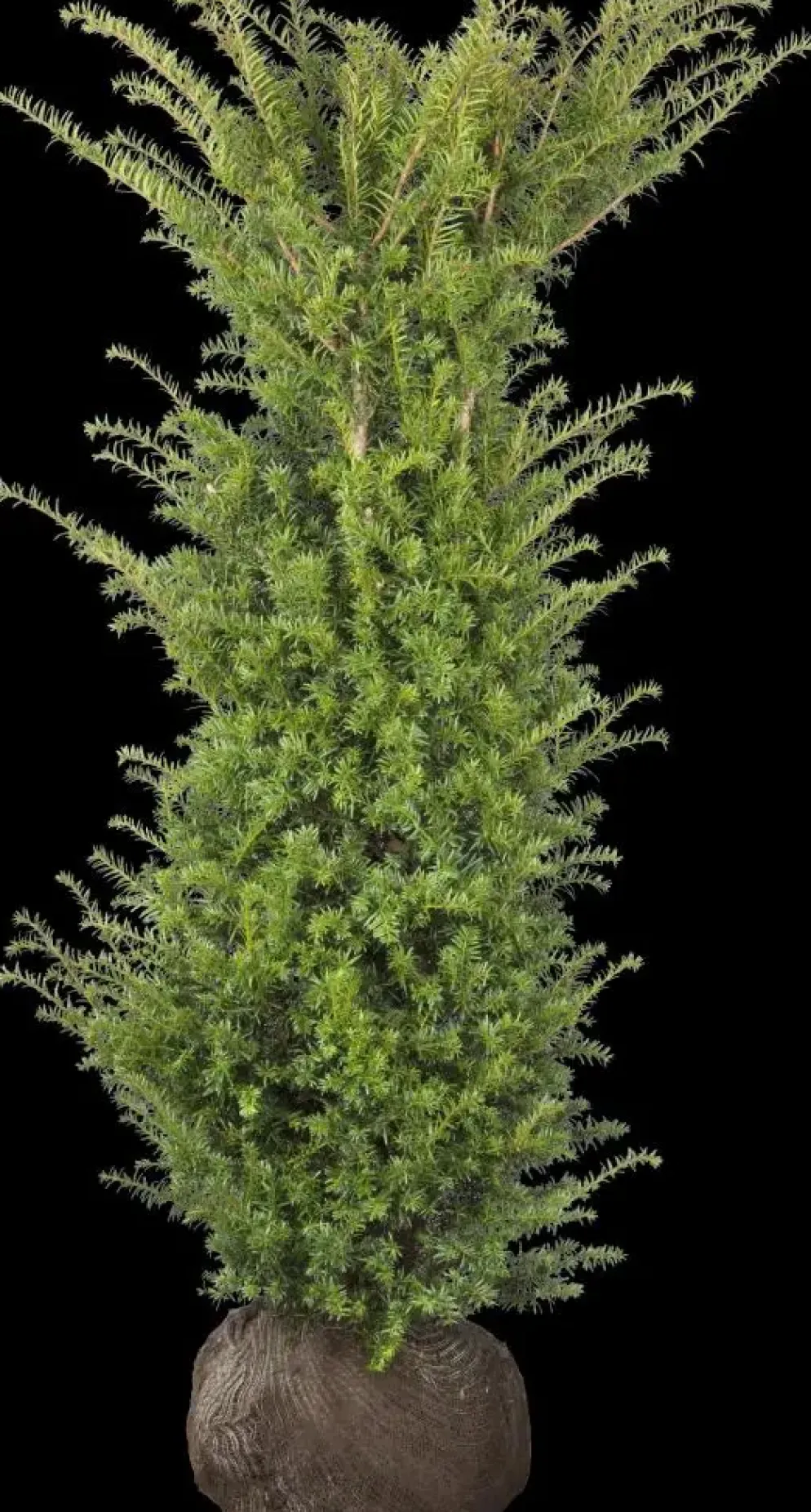 Taxus baccata (Venijnboom)