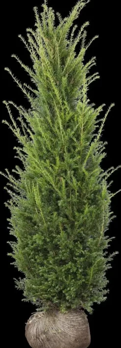 Taxus baccata (Venijnboom)