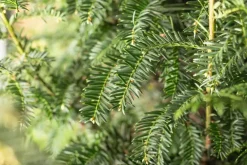 Taxus baccata (Venijnboom)