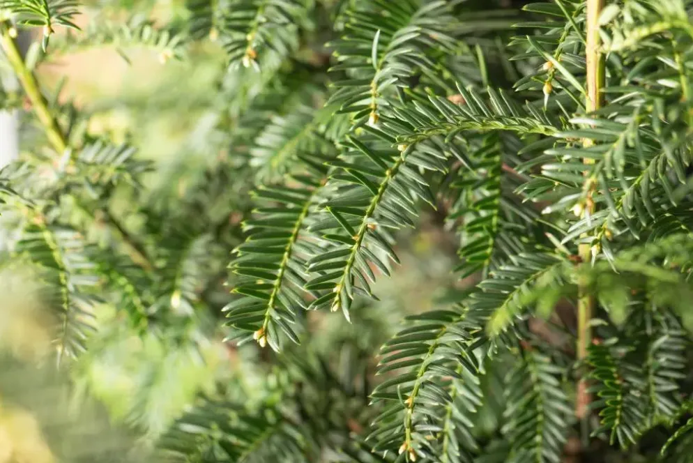 Taxus baccata (Venijnboom)