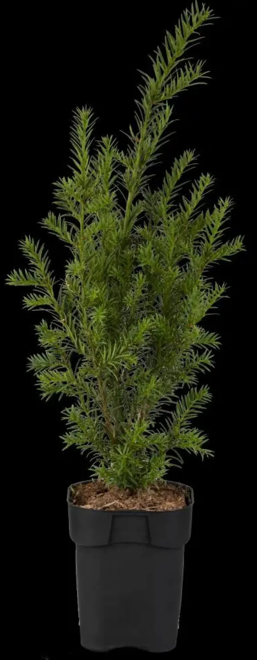 Taxus baccata (Venijnboom)