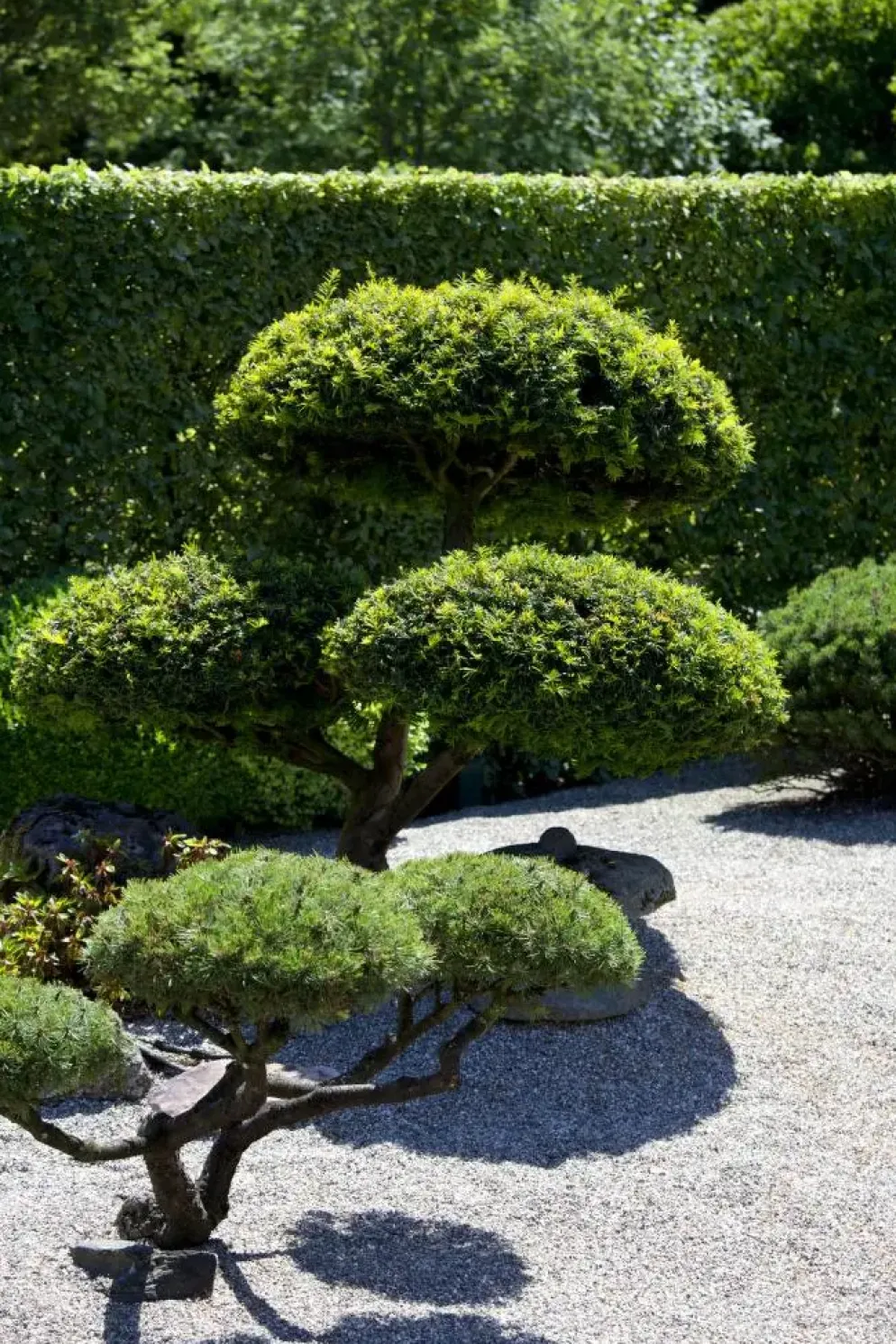 Taxus baccata (Venijnboom)