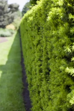 Taxus baccata (Venijnboom)
