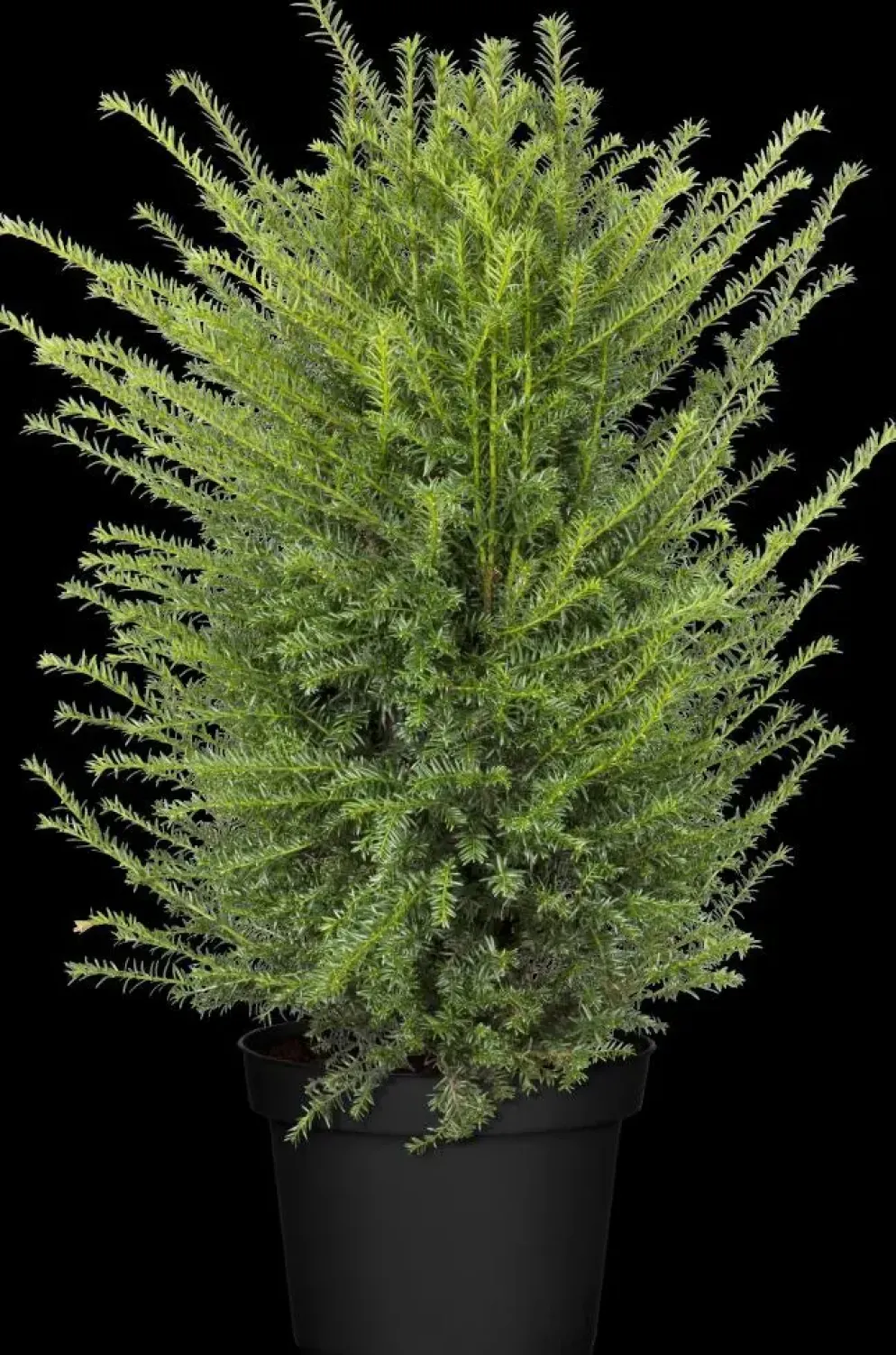 Taxus baccata (Venijnboom)