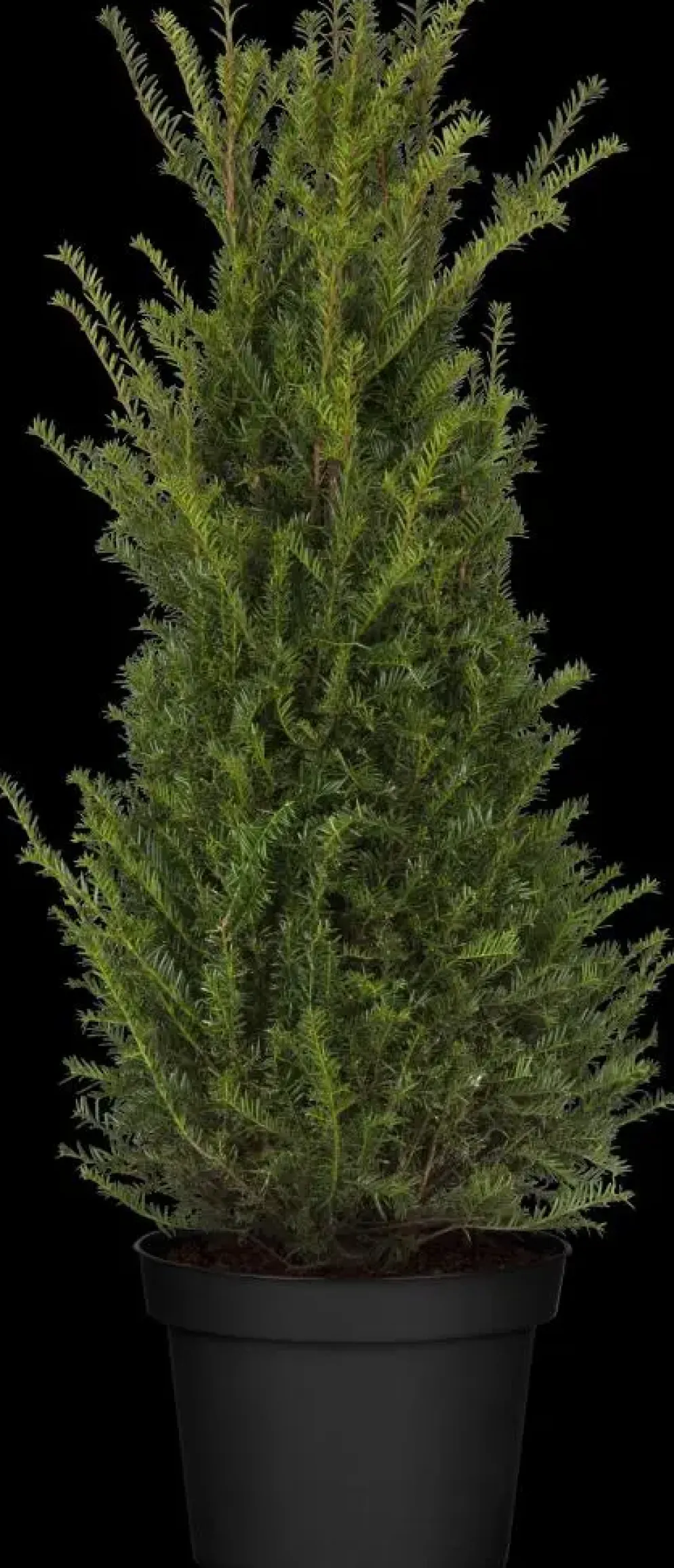 Taxus baccata (Venijnboom)
