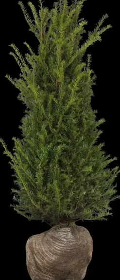 Taxus baccata (Venijnboom)