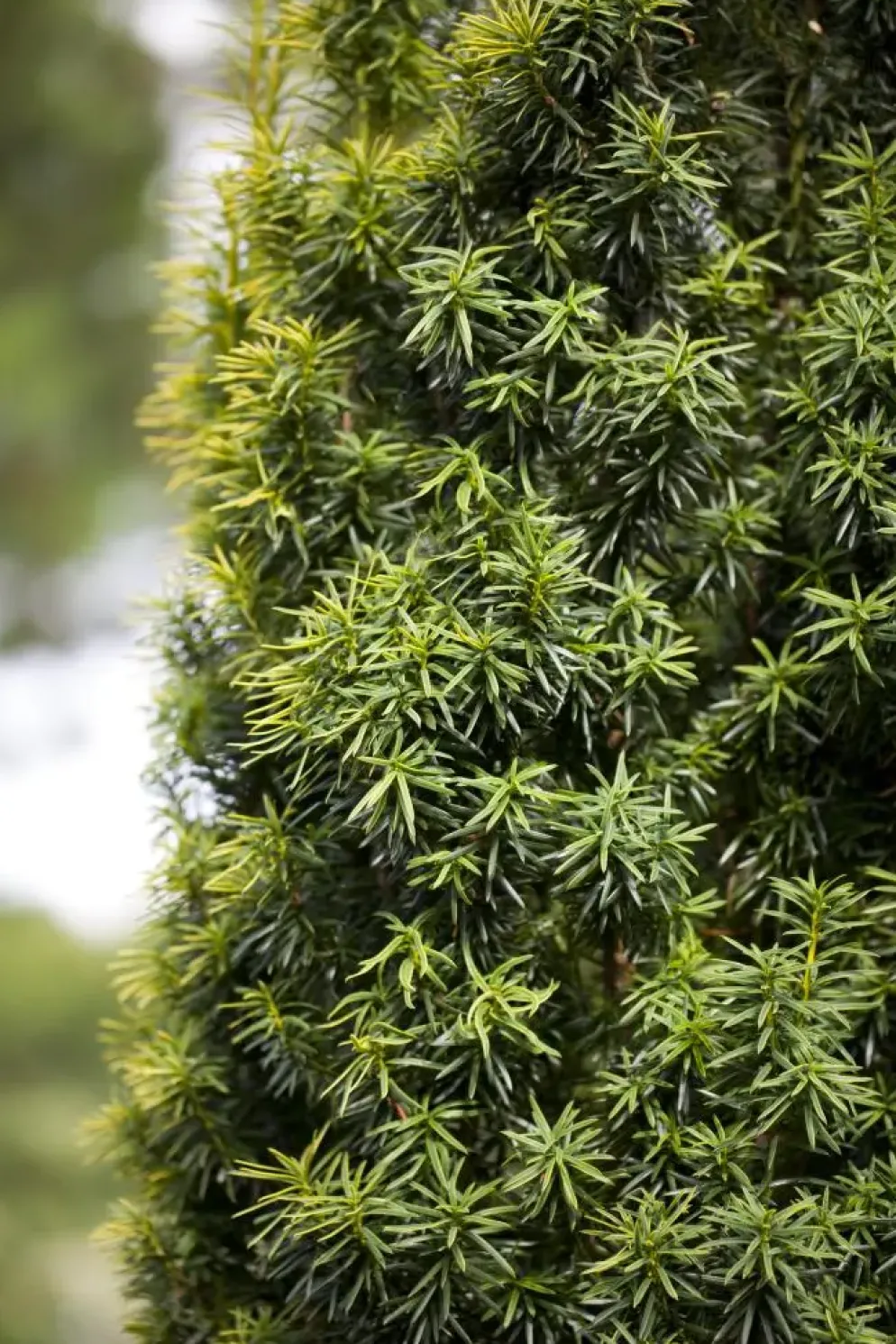 Taxus baccata (Venijnboom)