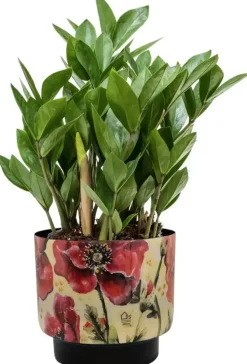 Ter Steege bloempot Camelia Poppy 17x17 cm