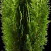 Thuja occidentalis 'Aurea Nana' (Westerse levensboom 'Aurea Nana')