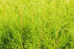 Thuja occidentalis 'Brabant' (Westerse levensboom 'Brabant')