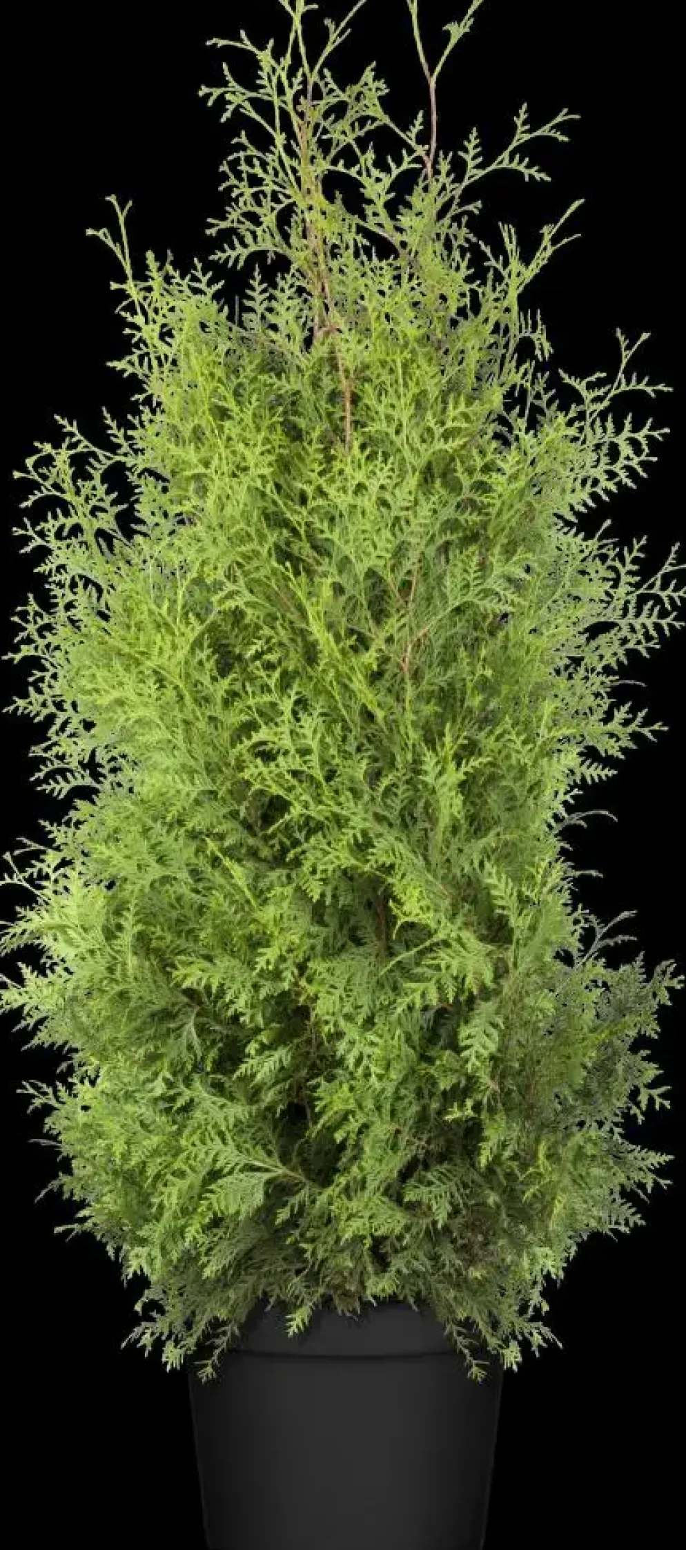 Thuja occidentalis 'Brabant' (Westerse levensboom 'Brabant')