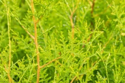 Thuja occidentalis 'Brabant' (Westerse levensboom 'Brabant')