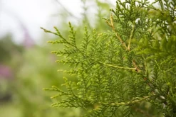 Thuja occidentalis 'Brabant' (Westerse levensboom 'Brabant')