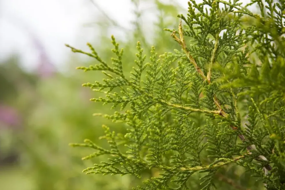 Thuja occidentalis 'Brabant' (Westerse levensboom 'Brabant')
