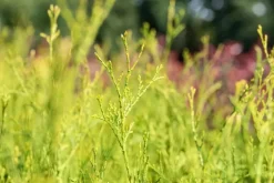 Thuja occidentalis 'King of Brabant'® (Westerse levensboom 'King of Brabant'®)