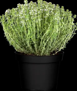 Thymus vulgaris 'Faustini' (Keukentijm)