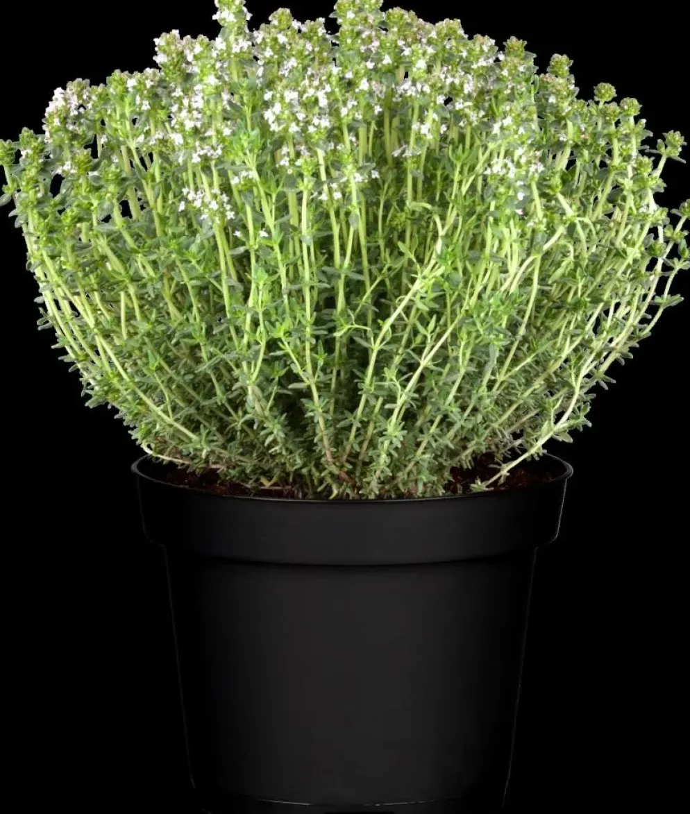 Thymus vulgaris 'Faustini' (Keukentijm)