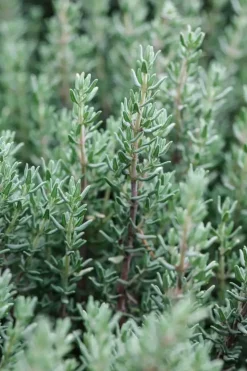 Thymus vulgaris 'Faustini' (Keukentijm)