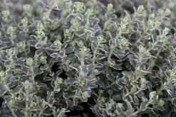 Thymus vulgaris 'Faustini' (Keukentijm)
