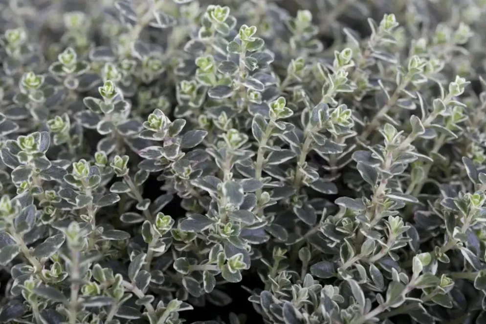 Thymus vulgaris 'Faustini' (Keukentijm)