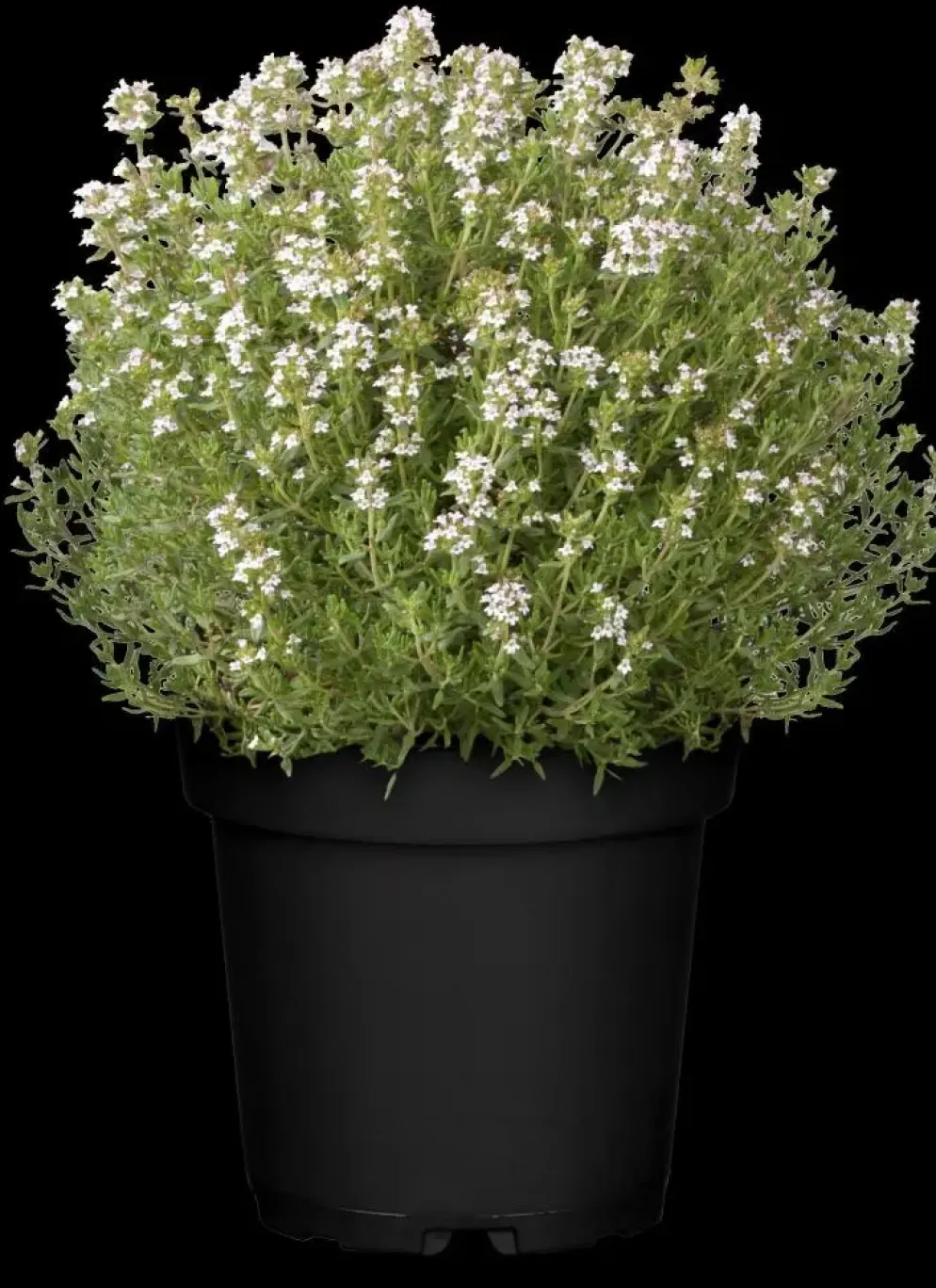 Thymus vulgaris 'Faustini' (Keukentijm)