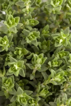 Thymus vulgaris 'Faustini' (Keukentijm)