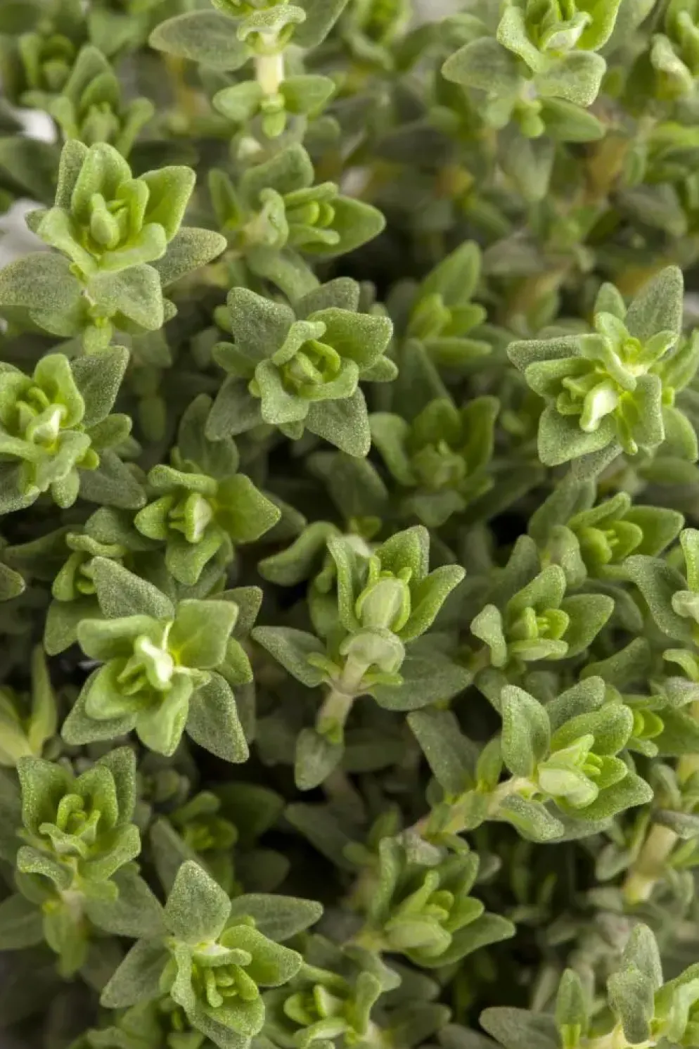 Thymus vulgaris 'Faustini' (Keukentijm)