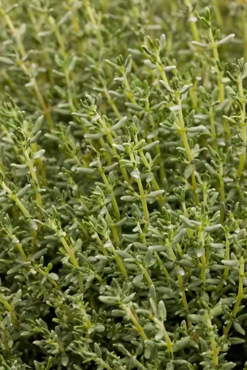Thymus vulgaris 'Faustini' (Keukentijm)