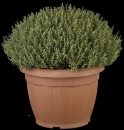 Thymus vulgaris 'Faustini' (Keukentijm)