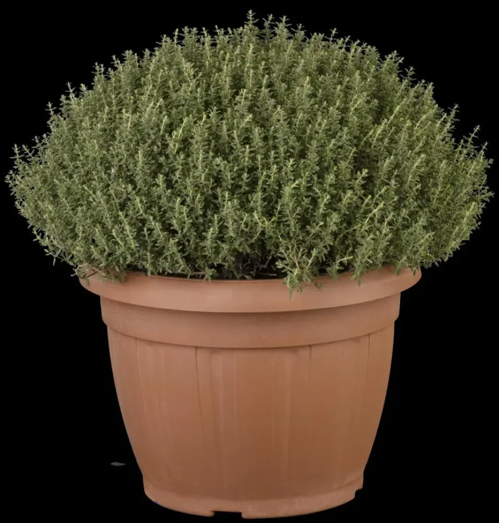 Thymus vulgaris 'Faustini' (Keukentijm)