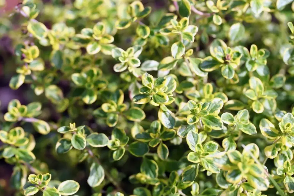 Thymus vulgaris 'Faustini' (Keukentijm)