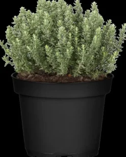 Thymus vulgaris 'Faustini' (Keukentijm)