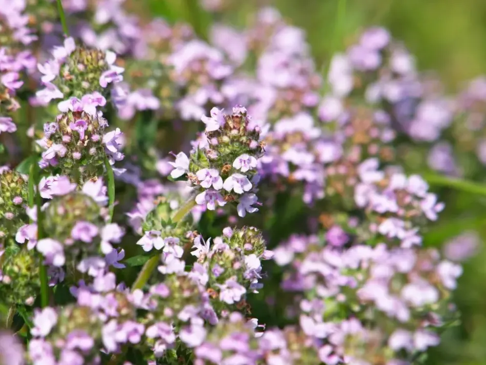 Thymus vulgaris 'Faustini' (Keukentijm)