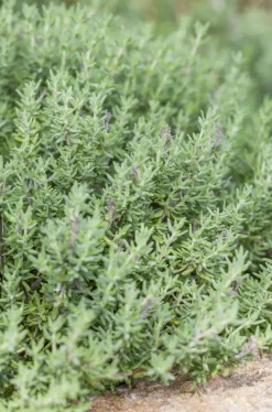 Thymus vulgaris 'Faustini' (Keukentijm)