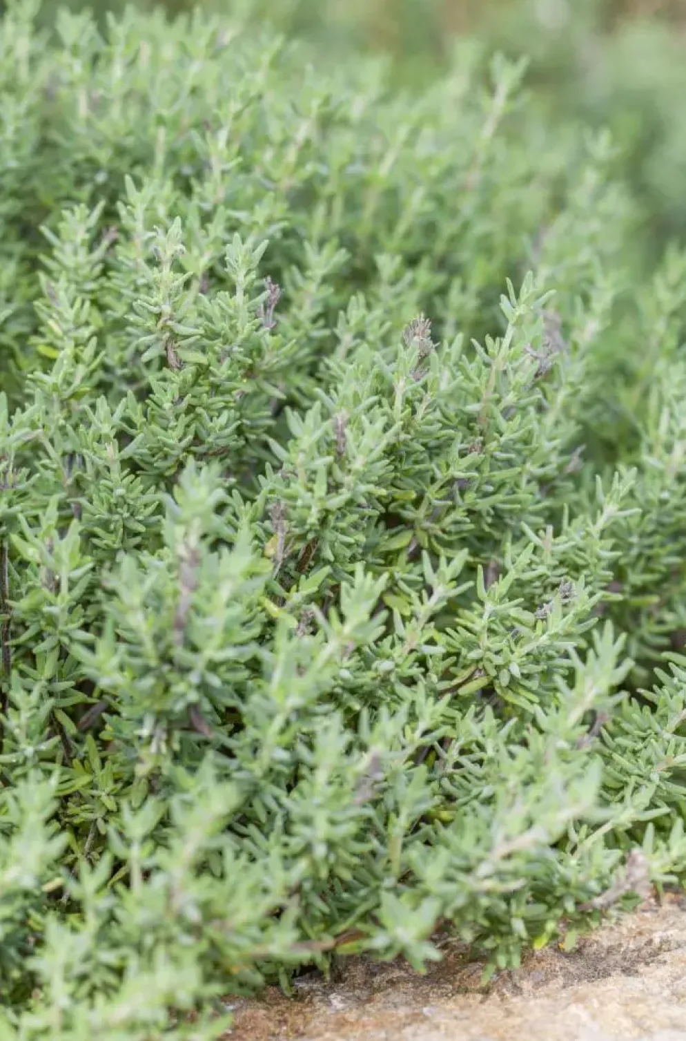 Thymus vulgaris 'Faustini' (Keukentijm)