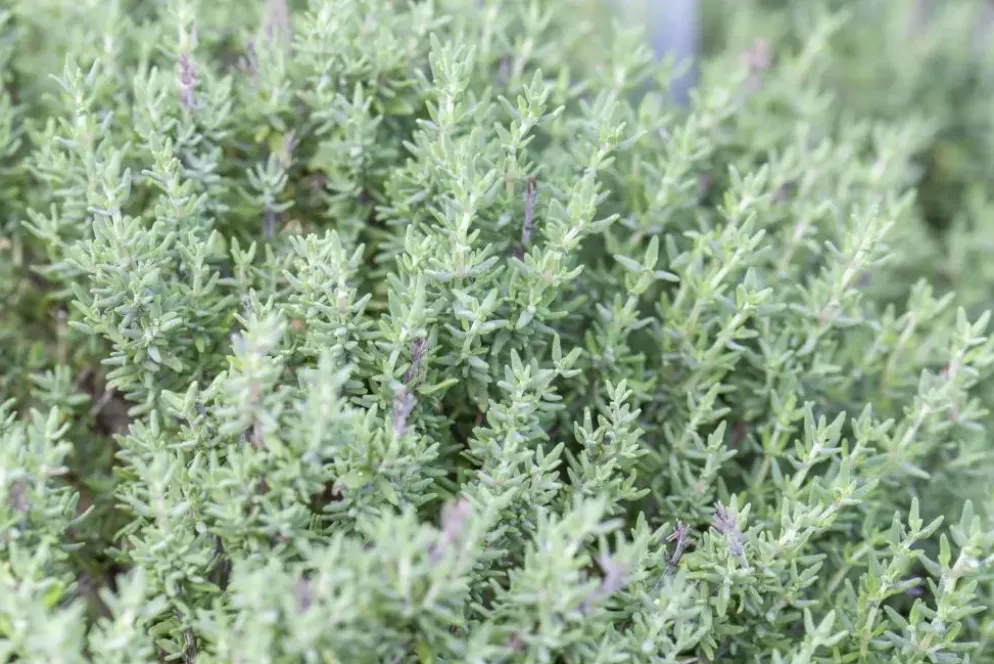 Thymus vulgaris 'Faustini' (Keukentijm)