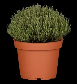 Thymus vulgaris 'Faustini' (Keukentijm)