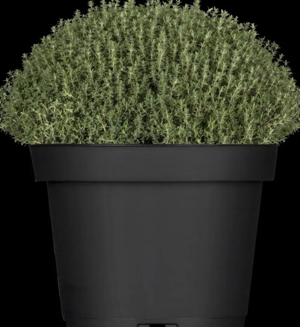 Thymus vulgaris 'Faustini' (Keukentijm)