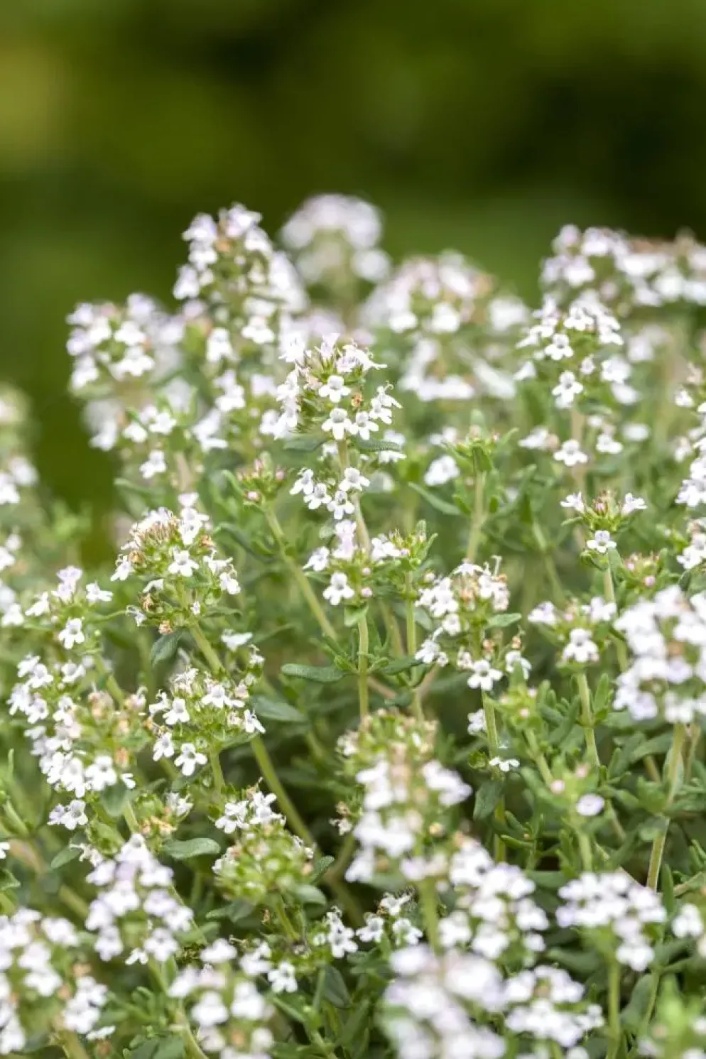 Thymus vulgaris 'Faustini' (Keukentijm)