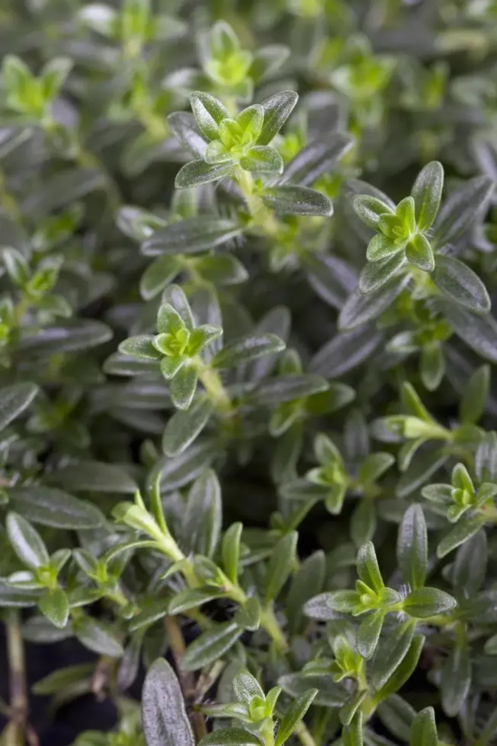 Thymus vulgaris 'Faustini' (Keukentijm)