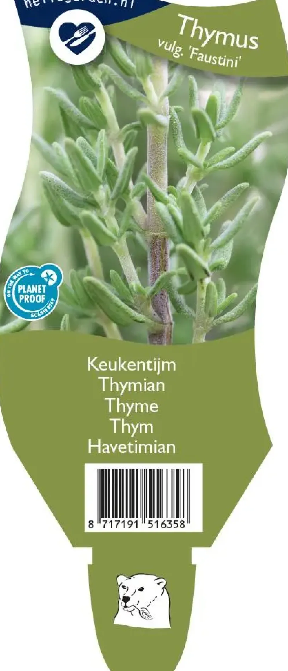 Thymus vulgaris 'Faustini' (Keukentijm)