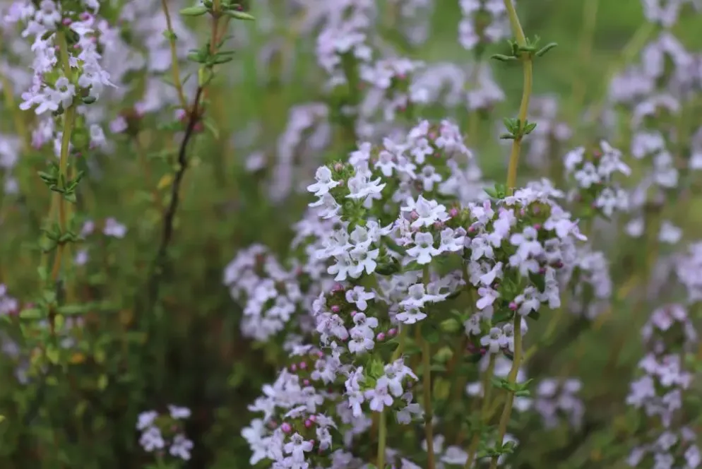 Thymus vulgaris 'Faustini' (Keukentijm)