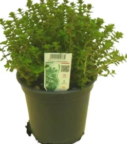 Thymus x citriodorus, grün-weiß (Citroentijm)