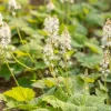 Tiarella cordifolia (Schuimbloem)