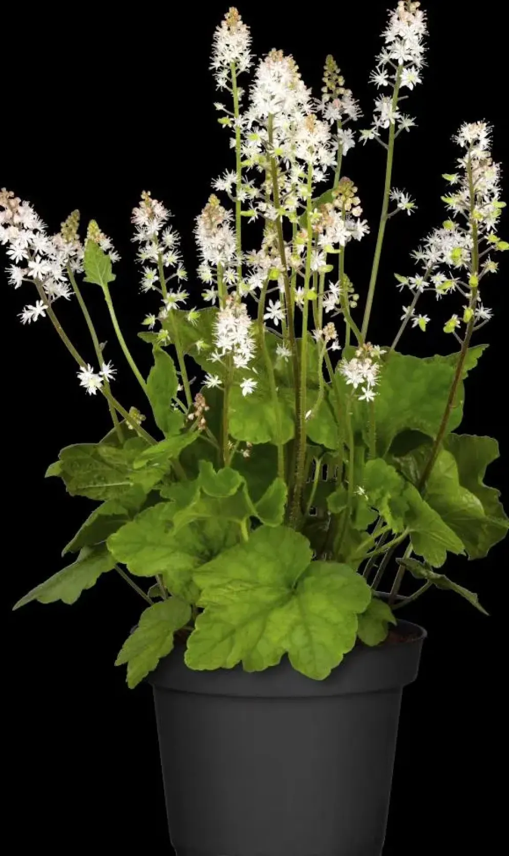 Tiarella cordifolia (Schuimbloem)