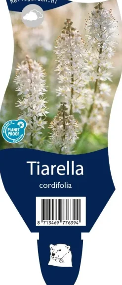 Tiarella cordifolia (Schuimbloem)