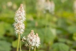 Tiarella cordifolia (Schuimbloem)