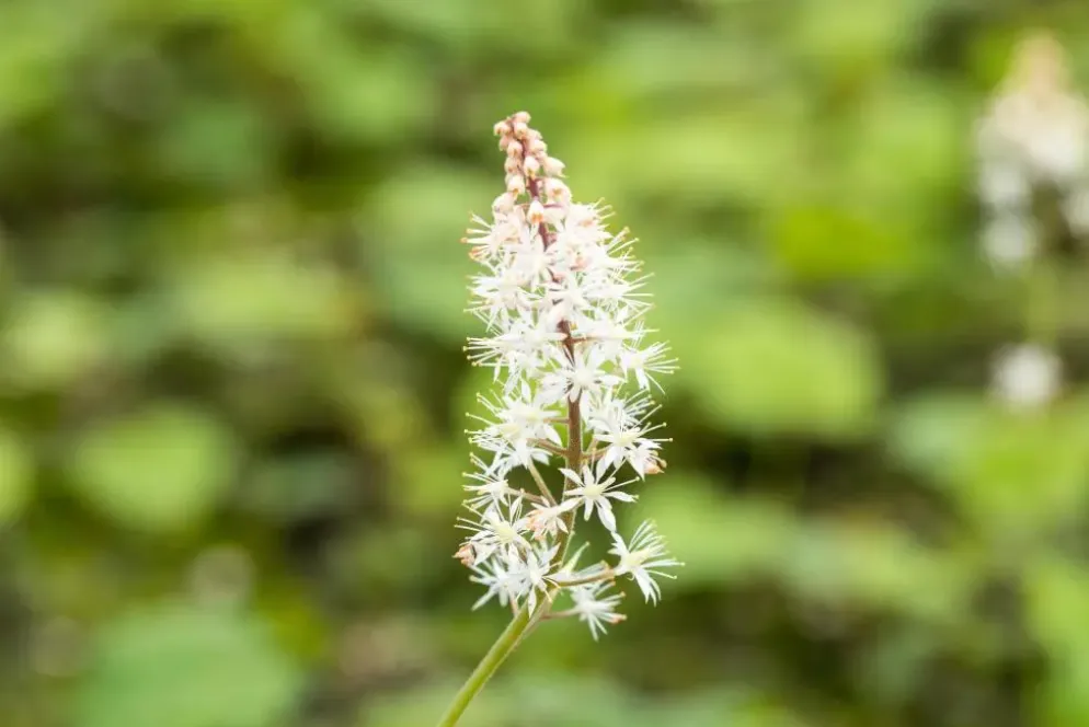 Tiarella cordifolia (Schuimbloem)