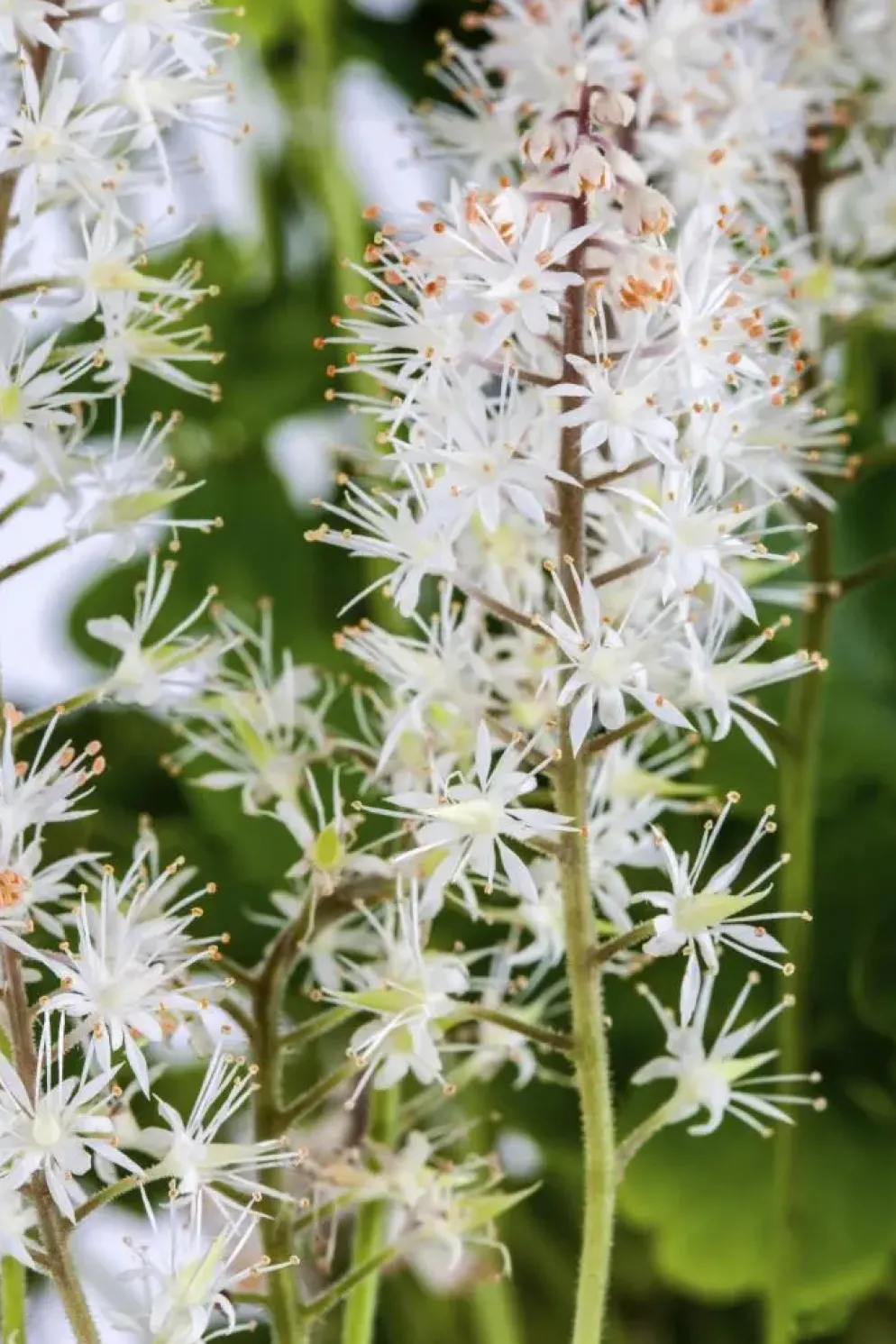 Tiarella cordifolia (Schuimbloem)